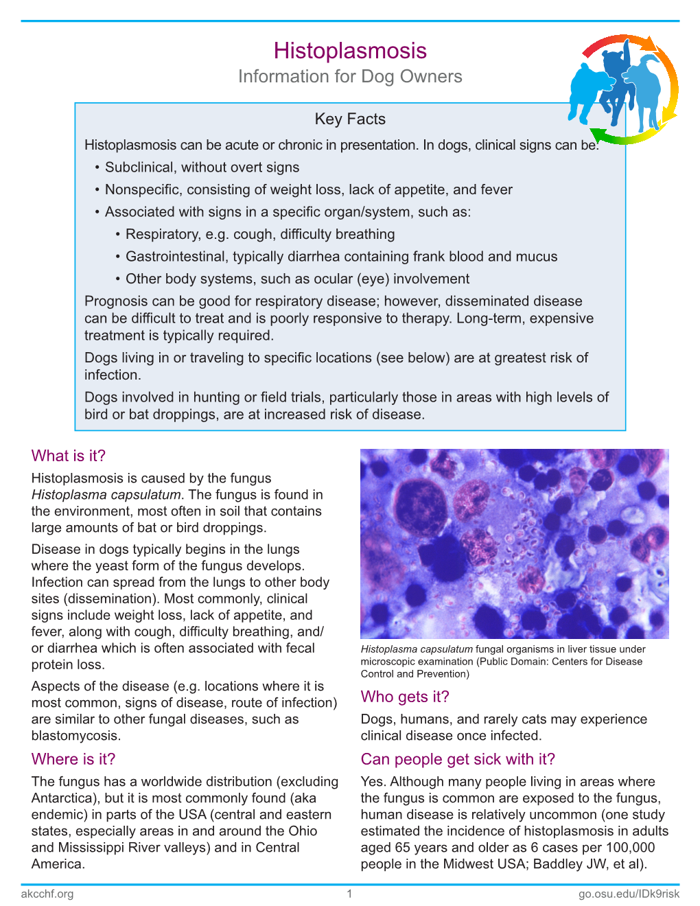 Histoplasmosis Information for Dog Owners