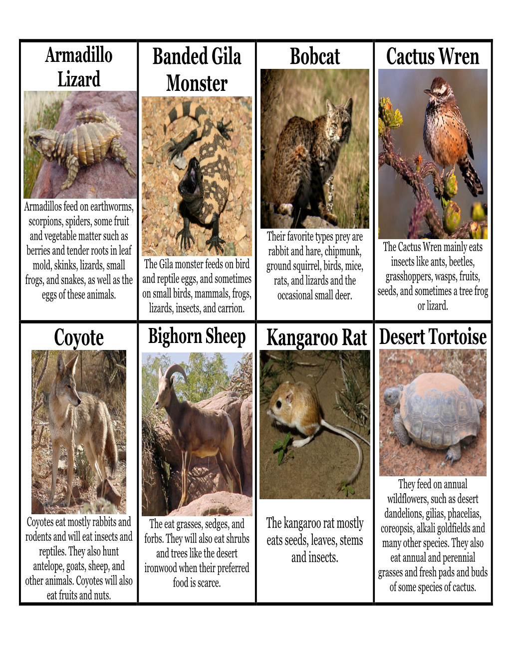 Banded Gila Monster Bobcat Cactus Wren Coyote Kangaroo