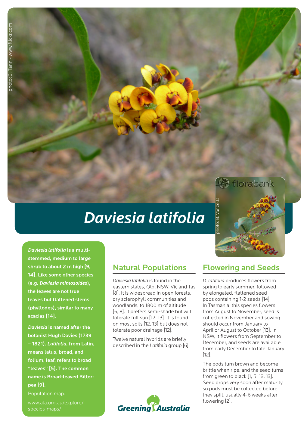 Daviesia Latifolia Photo: B