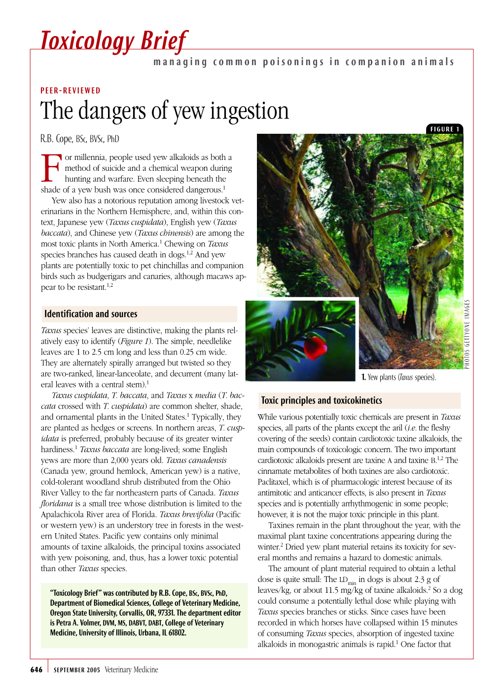 The Dangers of Yew Ingestion FIGURE 1 R.B