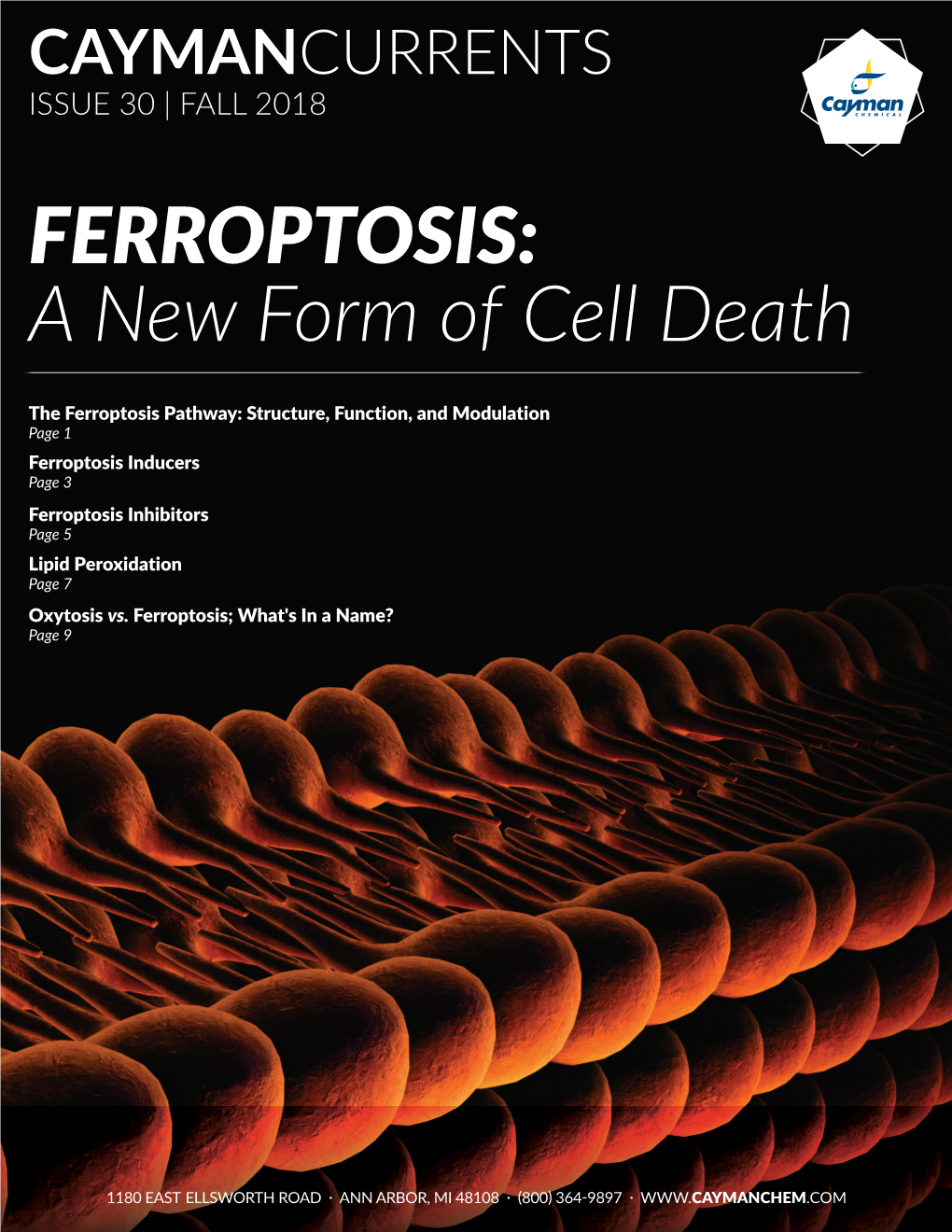 FERROPTOSIS: a New Form of Cell Death