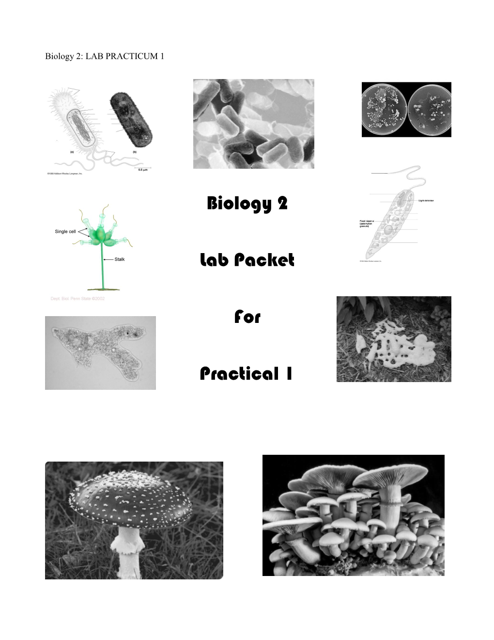 Biology 2 Lab Packet for Practical 1