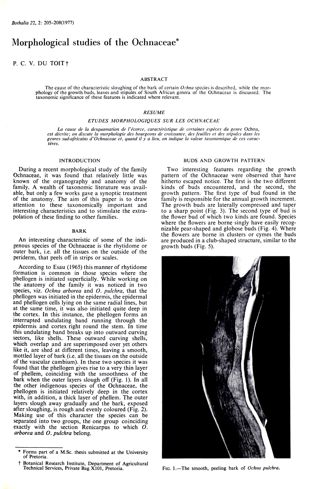 Morphological Studies of the Ochnaceae*