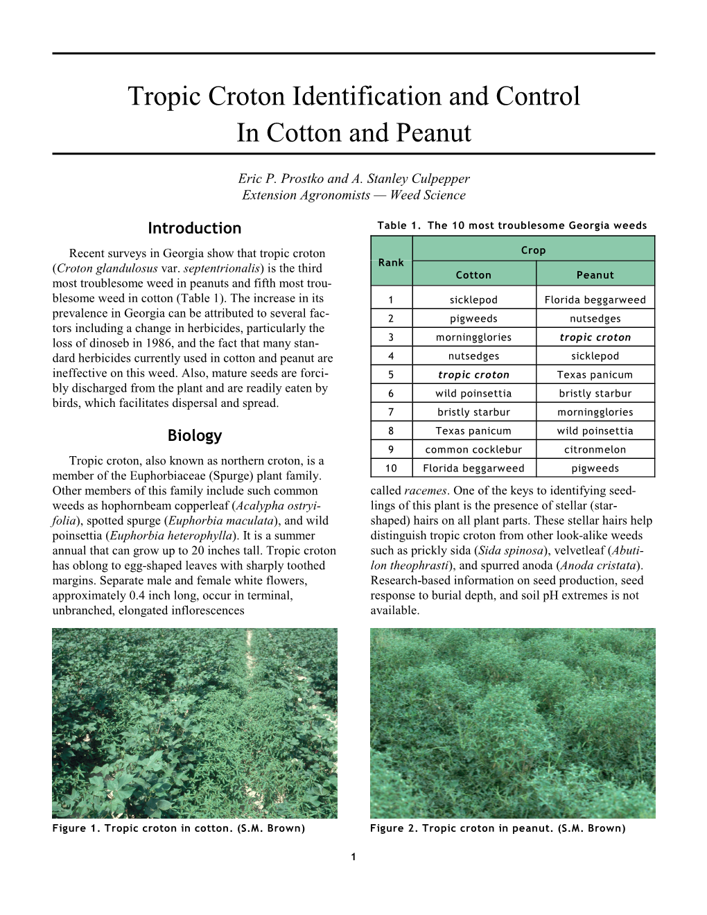 Tropic Croton Identification and Control in Cotton and Peanut