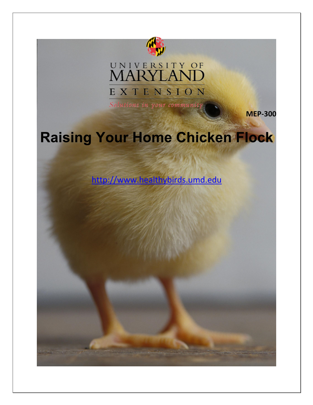 Raising Your Home Chicken Flock