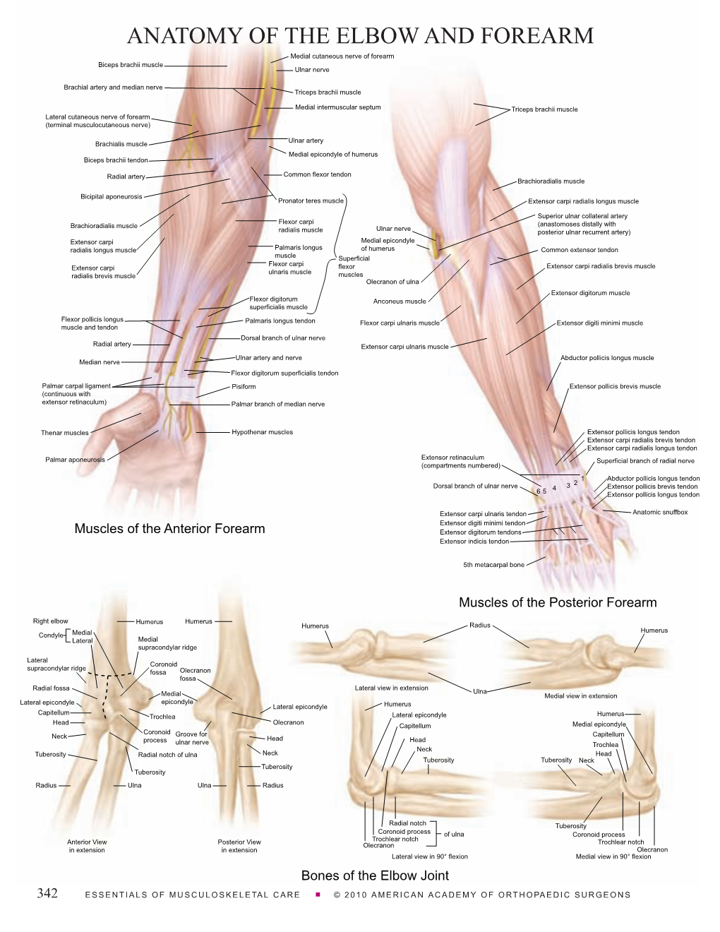 ANATOMY of the ELBOW and FOREARM Medial Cutaneous Nerve of Forearm Biceps Brachii Muscle Ulnar Nerve