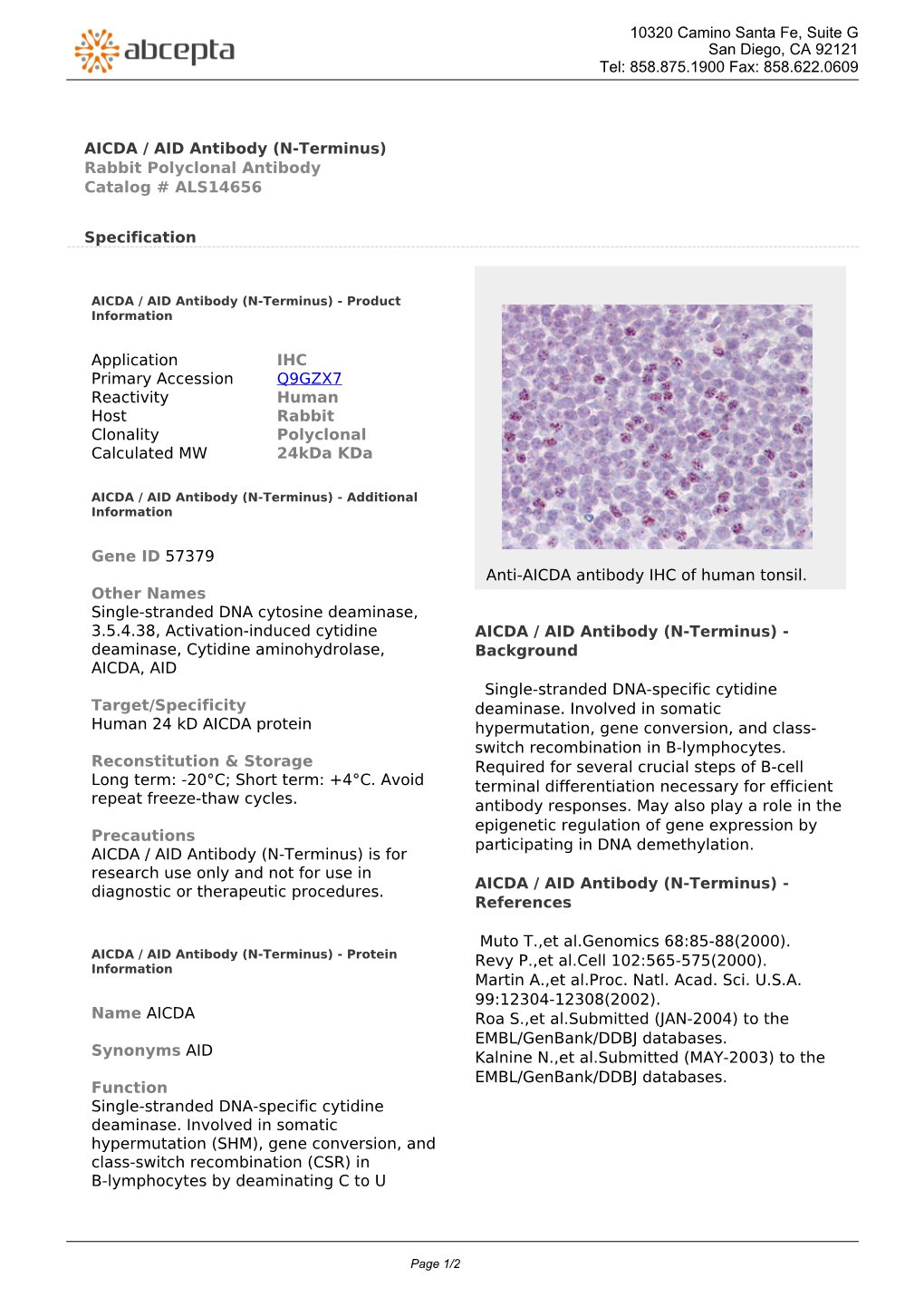AICDA / AID Antibody (N-Terminus) Rabbit Polyclonal Antibody Catalog # ALS14656