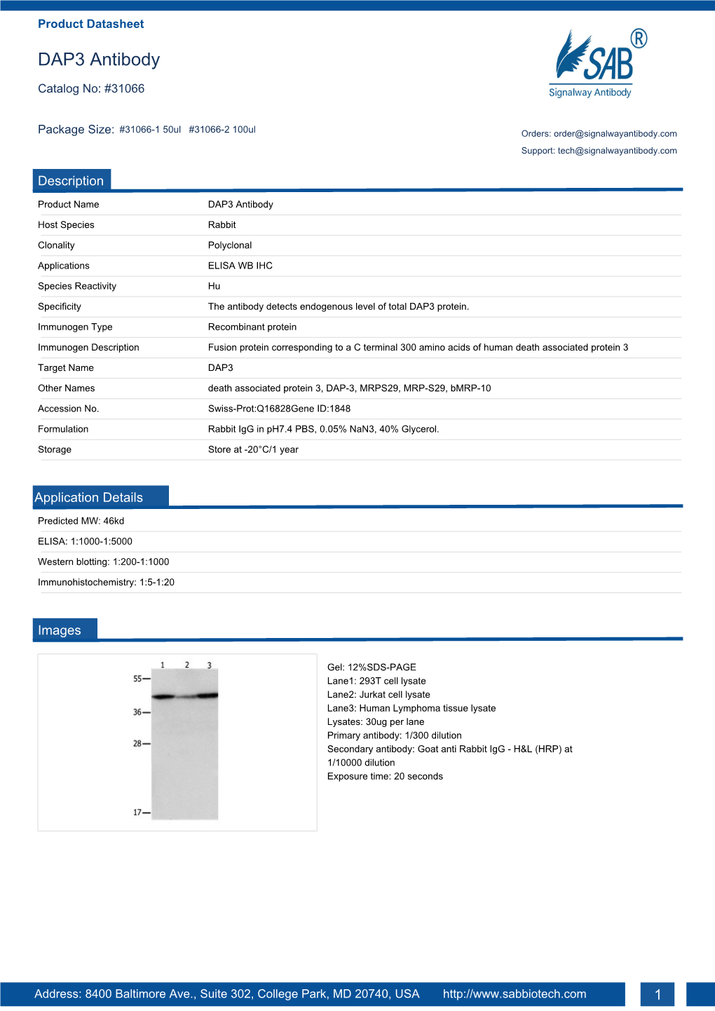 DAP3 Antibody