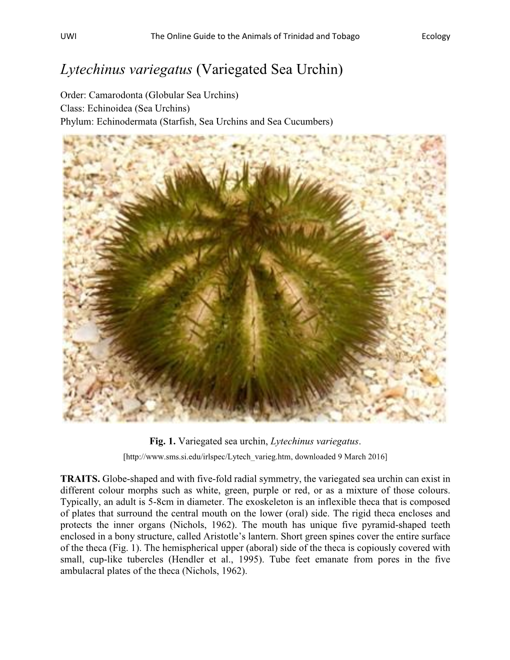 Lytechinus Variegatus (Variegated Sea Urchin)