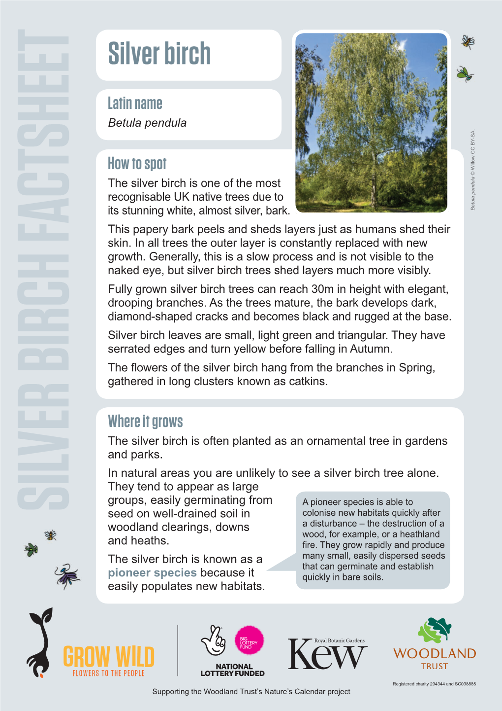 SILVER BIRCH FACTSHEET Gathered Inlongclustersknownascatkins