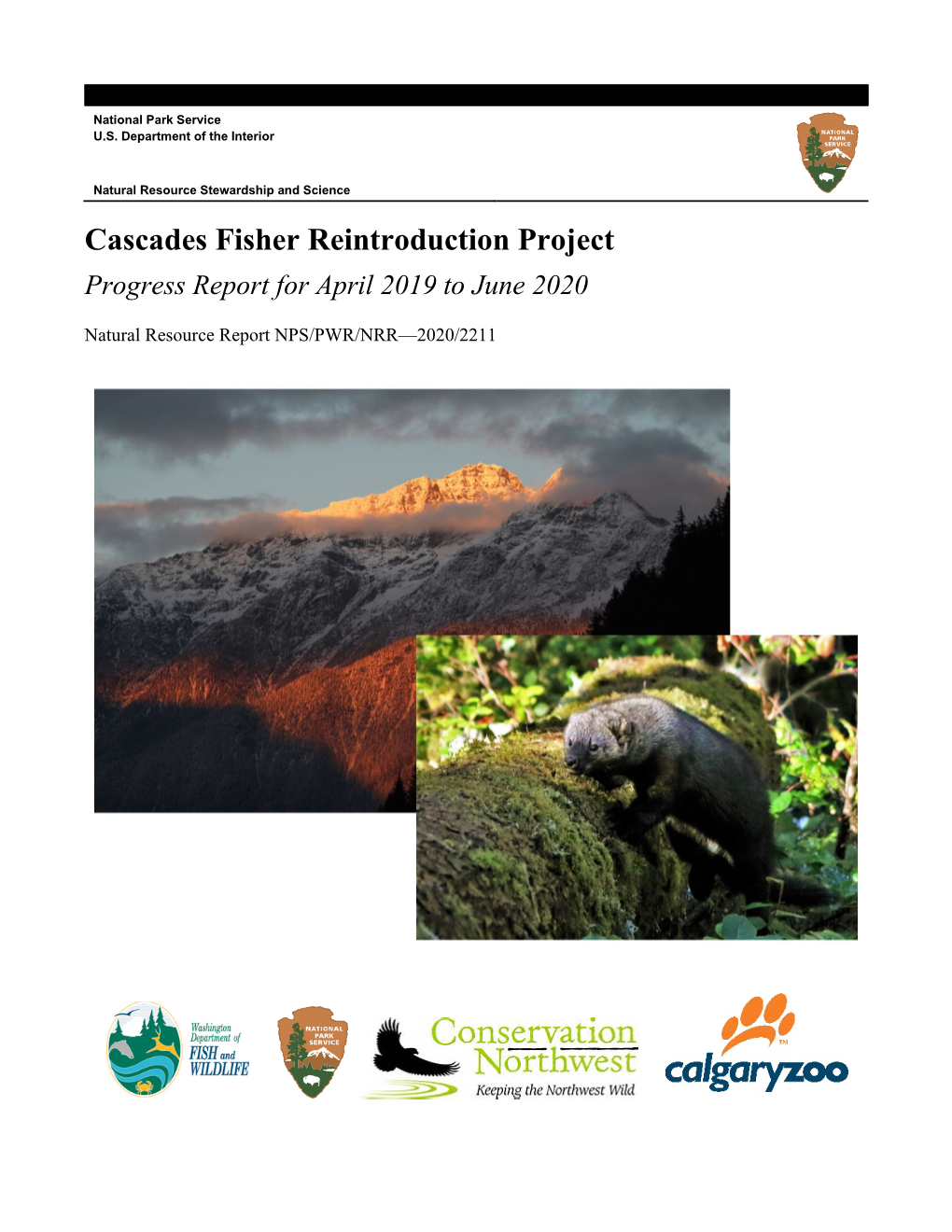 Cascades Fisher Reintroduction Project: Progress Report for April 2019 to June 2020