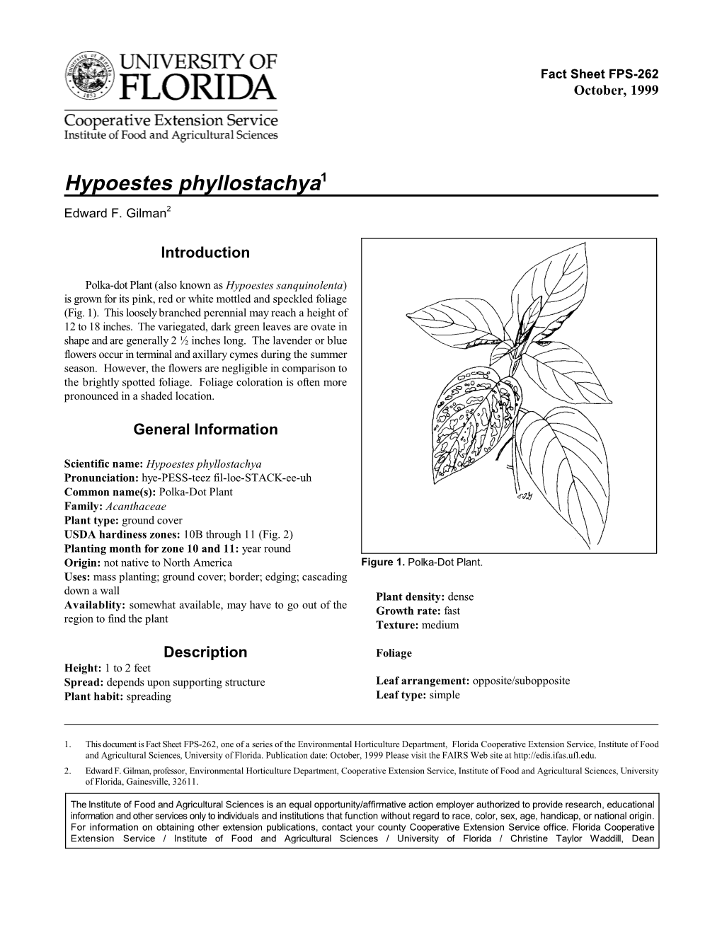 Hypoestes Phyllostachya1