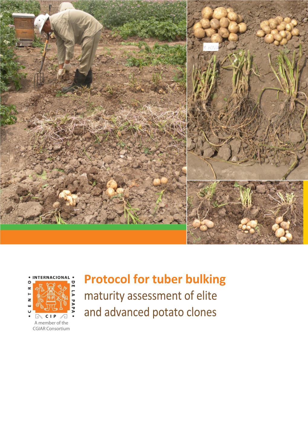 Protocol for Tuber Bulking Maturity Assessment of Elite and Advanced Potato Clones