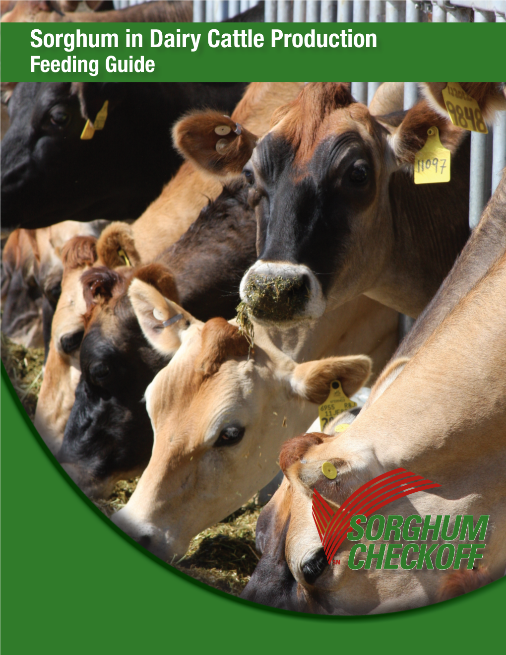 Sorghum in Dairy Cattle Production Feeding Guide