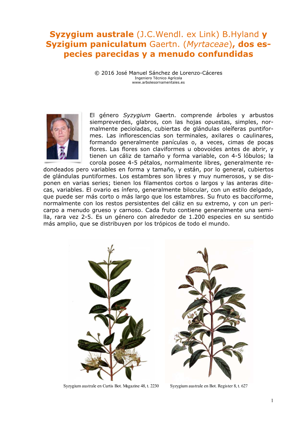 Syzygium Australe (J.C.Wendl. Ex Link) B.Hyland Y Syzigium Paniculatum Gaertn