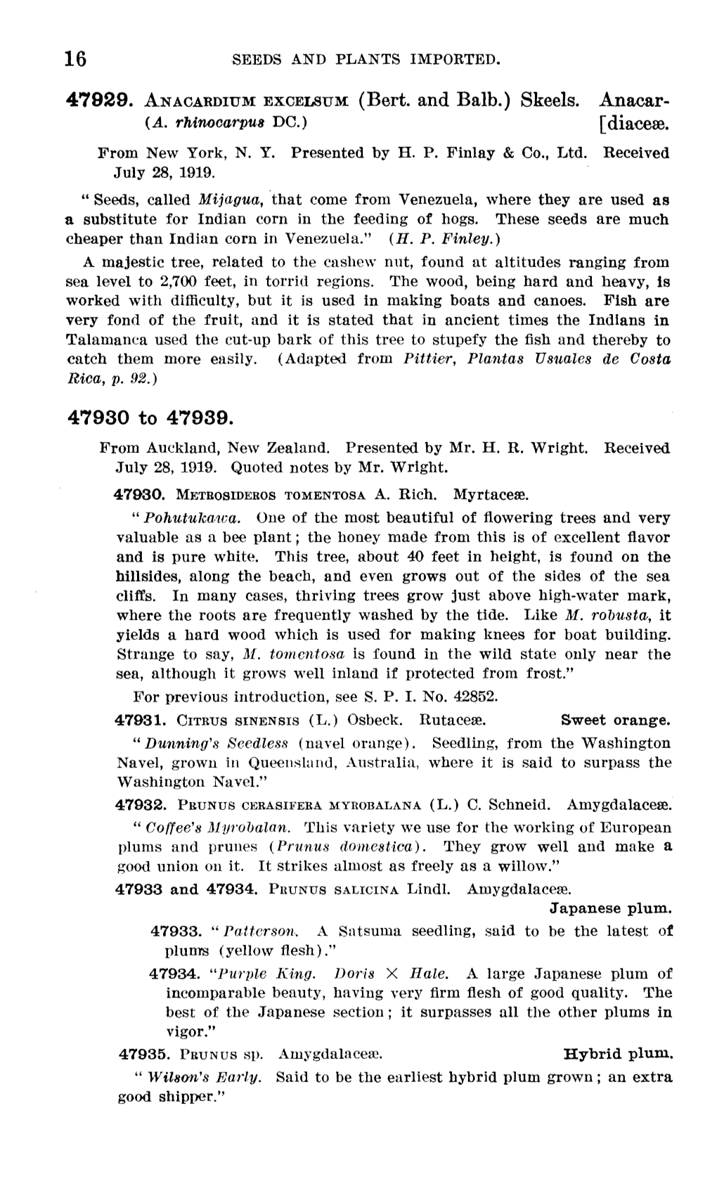 47929. ANACARDIUM EXCELSUM (Bert, and Balb.) Skeels. Anacar- {A