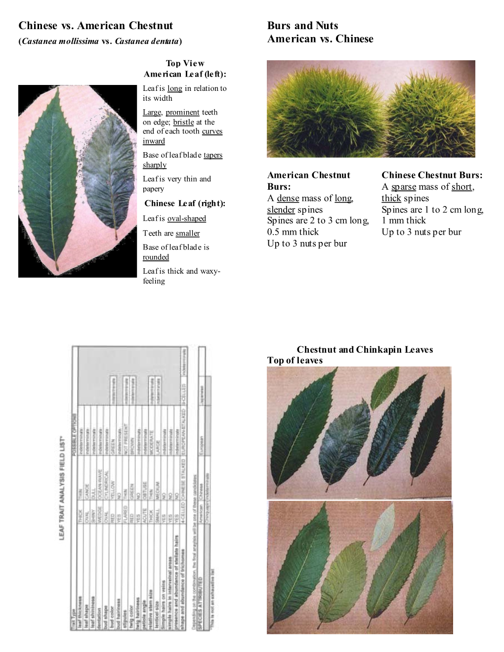 Chinese Vs. American Chestnut Burs and Nuts American Vs. Chinese