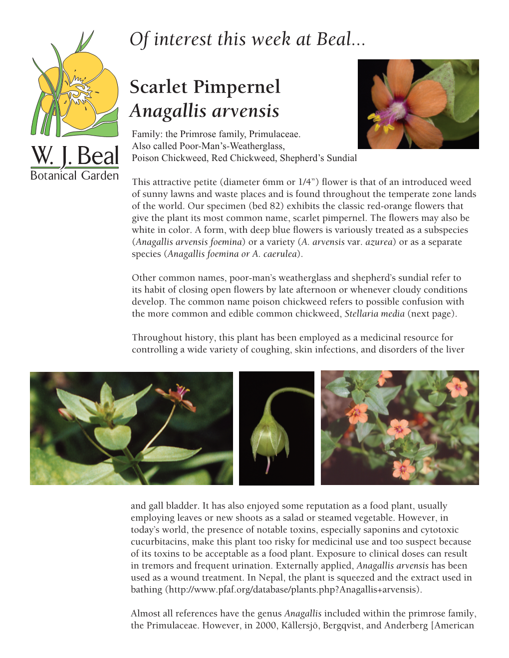 Anagallis Arvensis, Scarlet Pimpernel