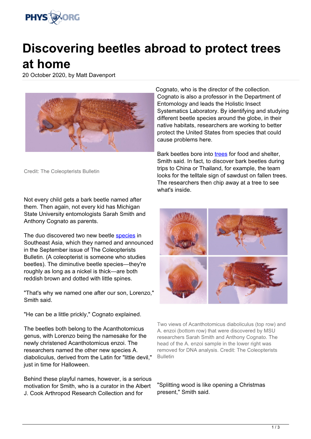 Discovering Beetles Abroad to Protect Trees at Home 20 October 2020, by Matt Davenport