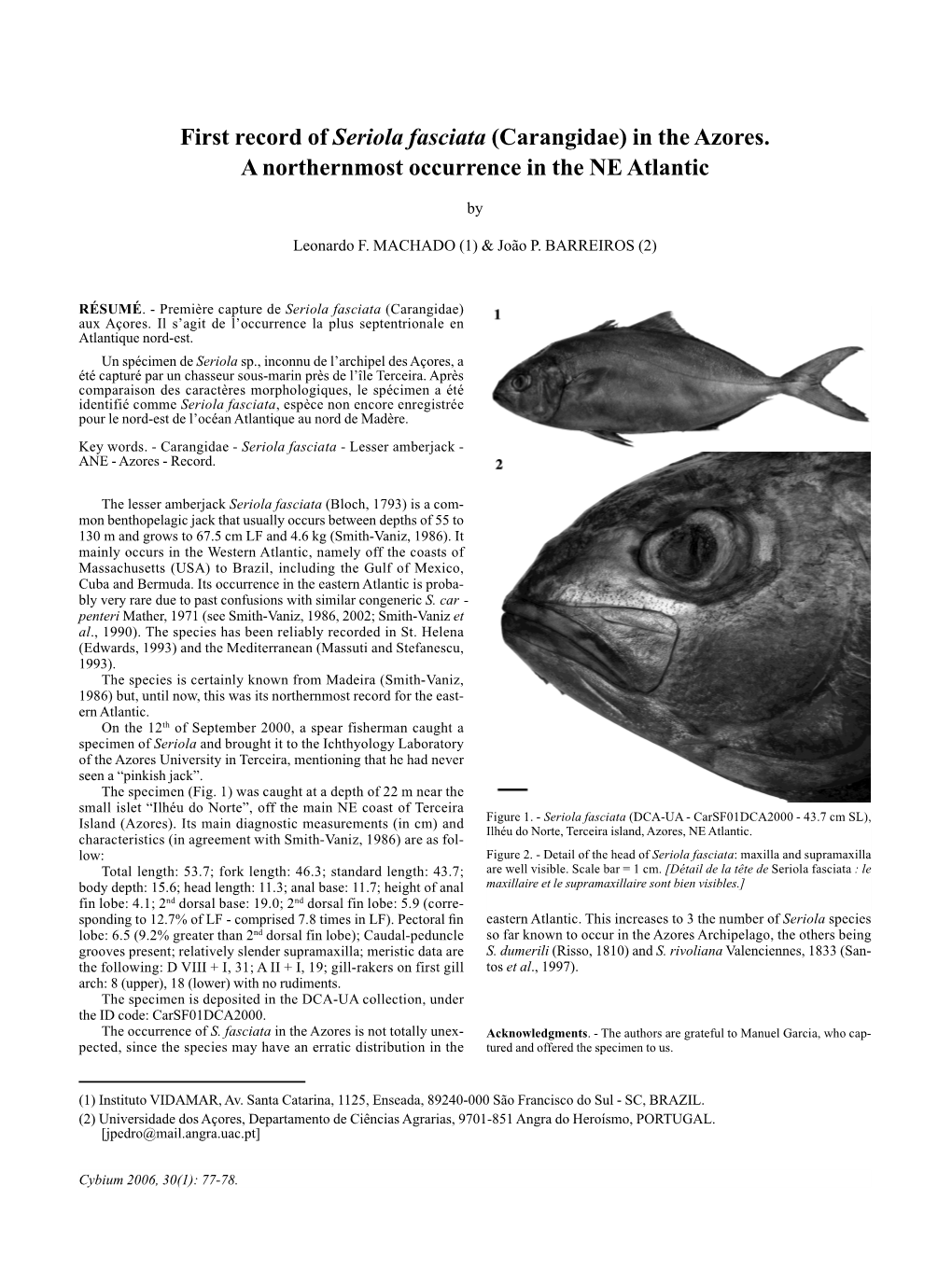 First Record of Seriola Fasciata (Carangidae) in the Azores. a Northernmost Occurrence in the NE Atlantic