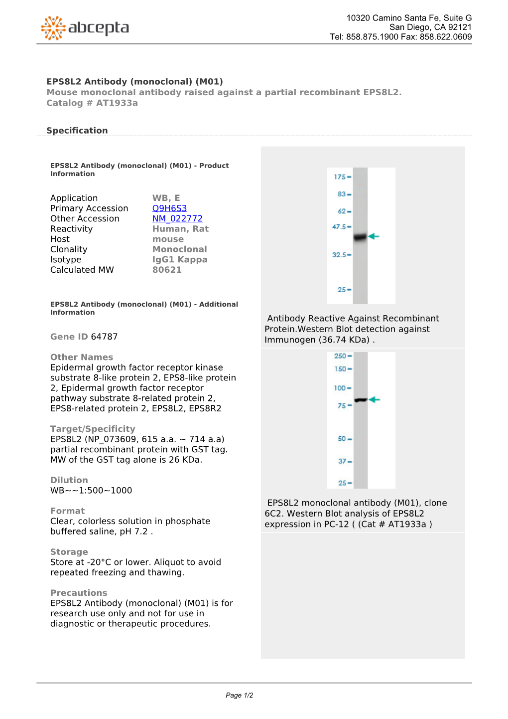 EPS8L2 Antibody (Monoclonal) (M01) Mouse Monoclonal Antibody Raised Against a Partial Recombinant EPS8L2