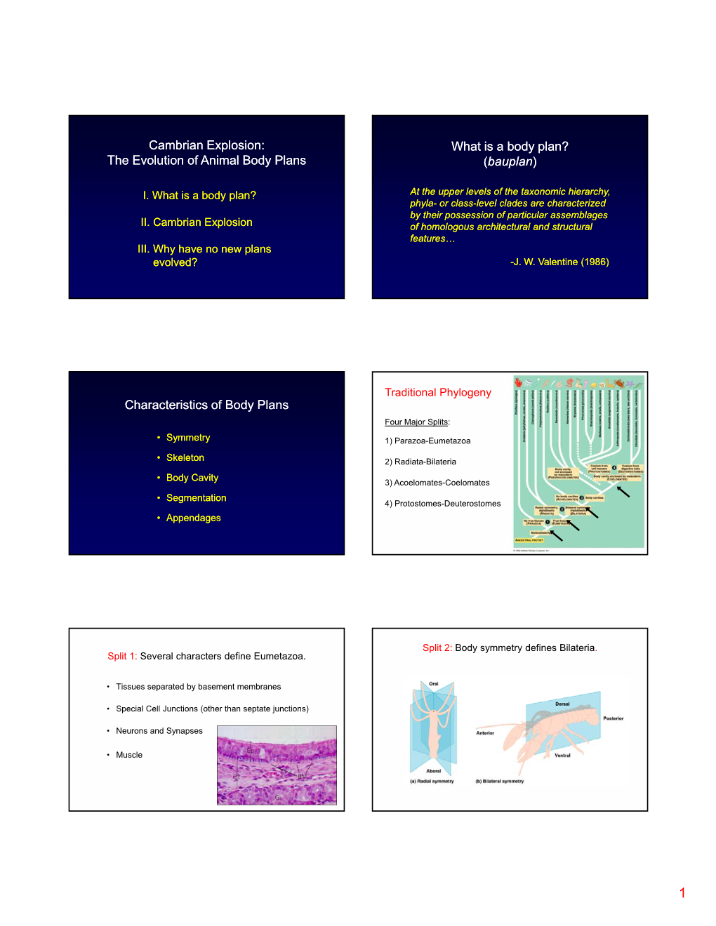 Cambrian Explosion: the Evolution the Evolution of Animal Body