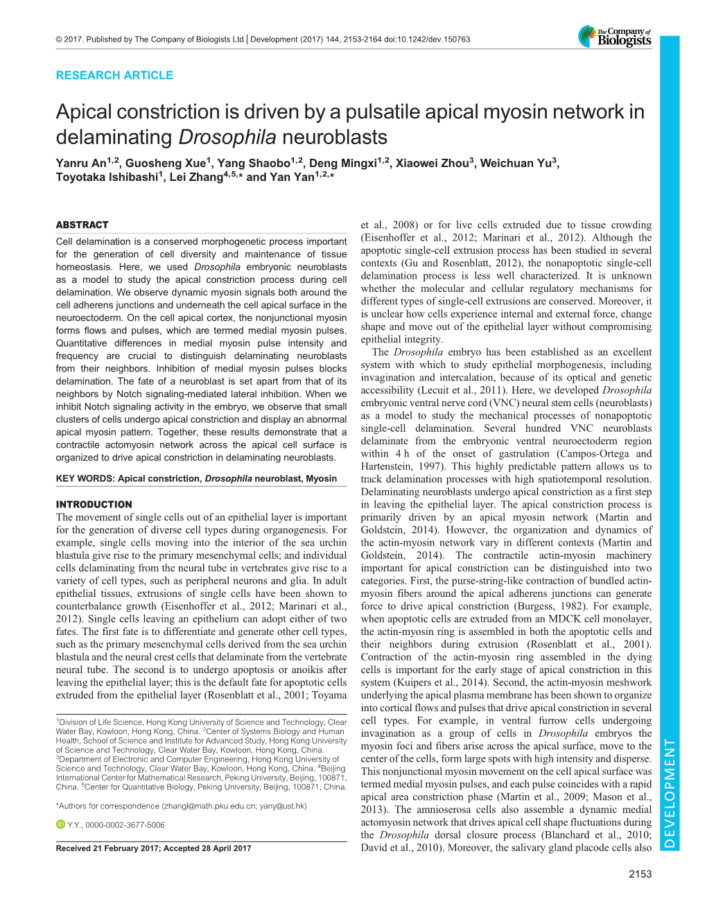 Apical Constriction Is Driven by a Pulsatile Apical Myosin Network In