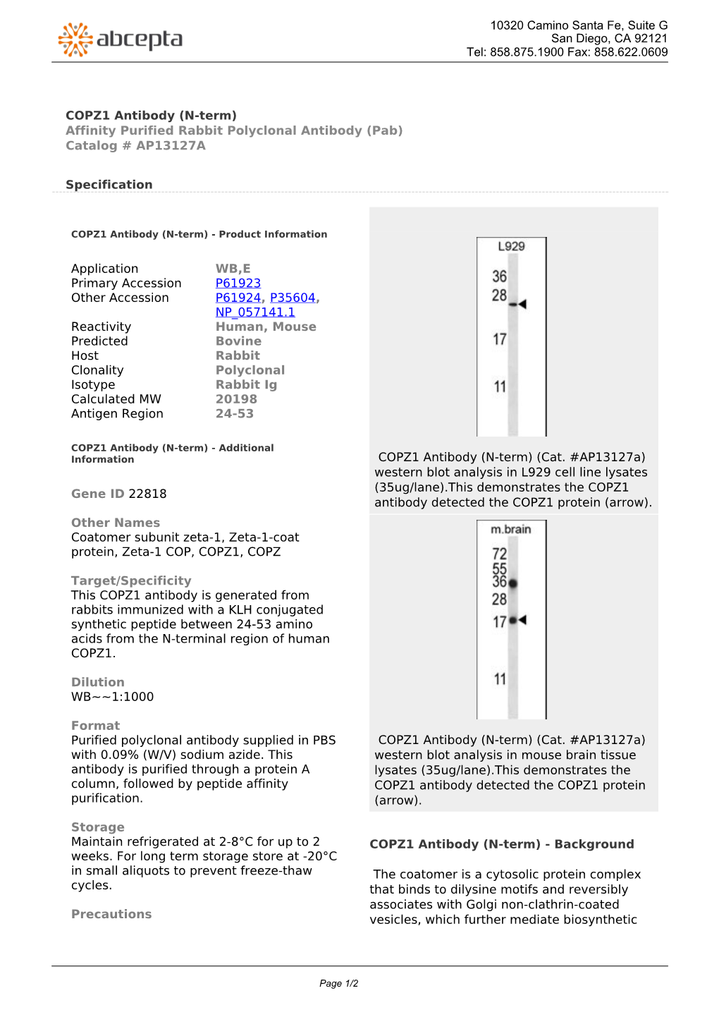 COPZ1 Antibody (N-Term) Affinity Purified Rabbit Polyclonal Antibody (Pab) Catalog # AP13127A