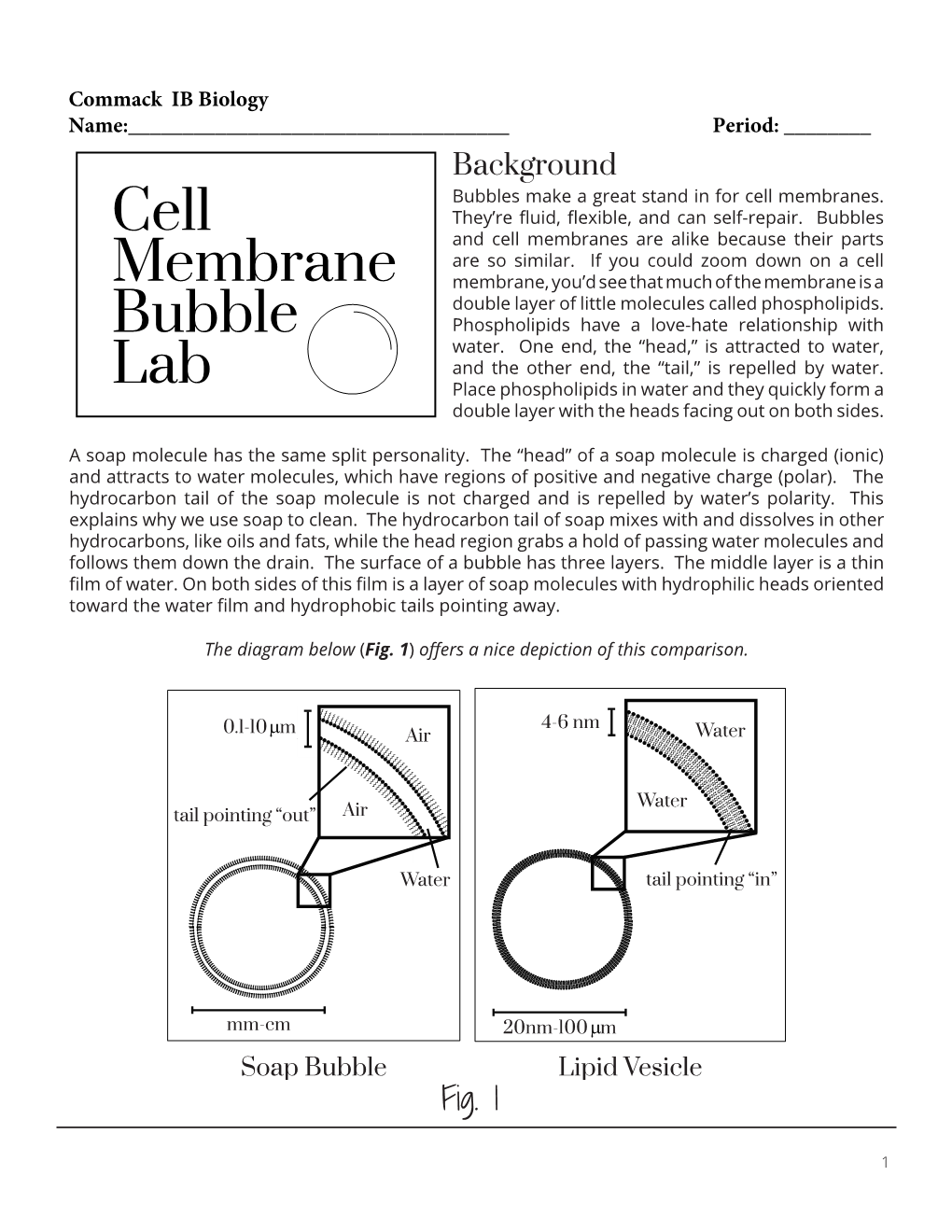 Bubbles Make a Great Stand in for Cell Membranes