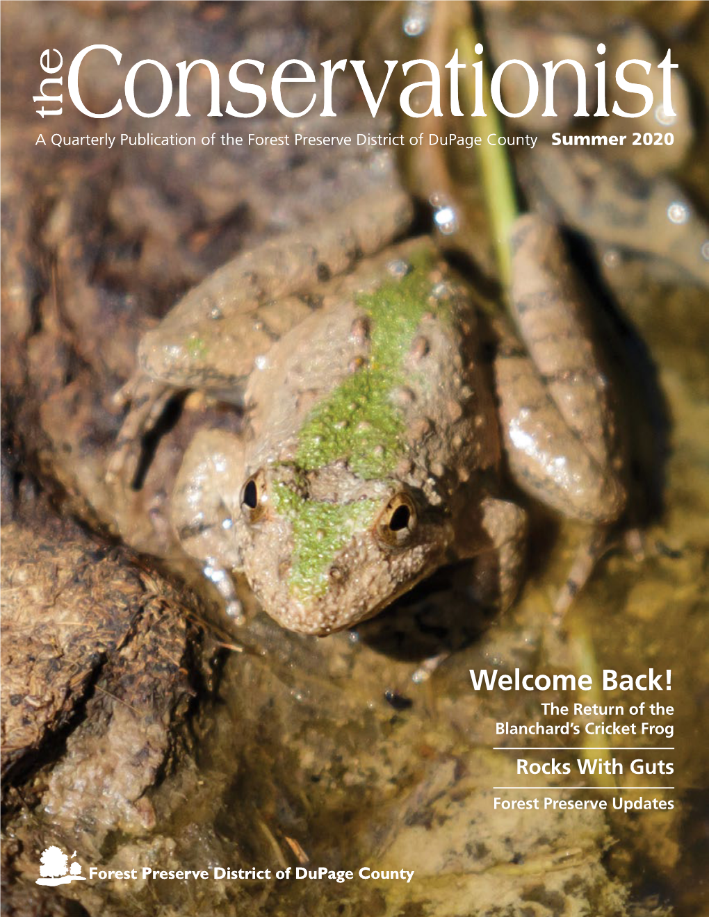 Welcome Back! the Return of the Blanchard’S Cricket Frog Rocks with Guts