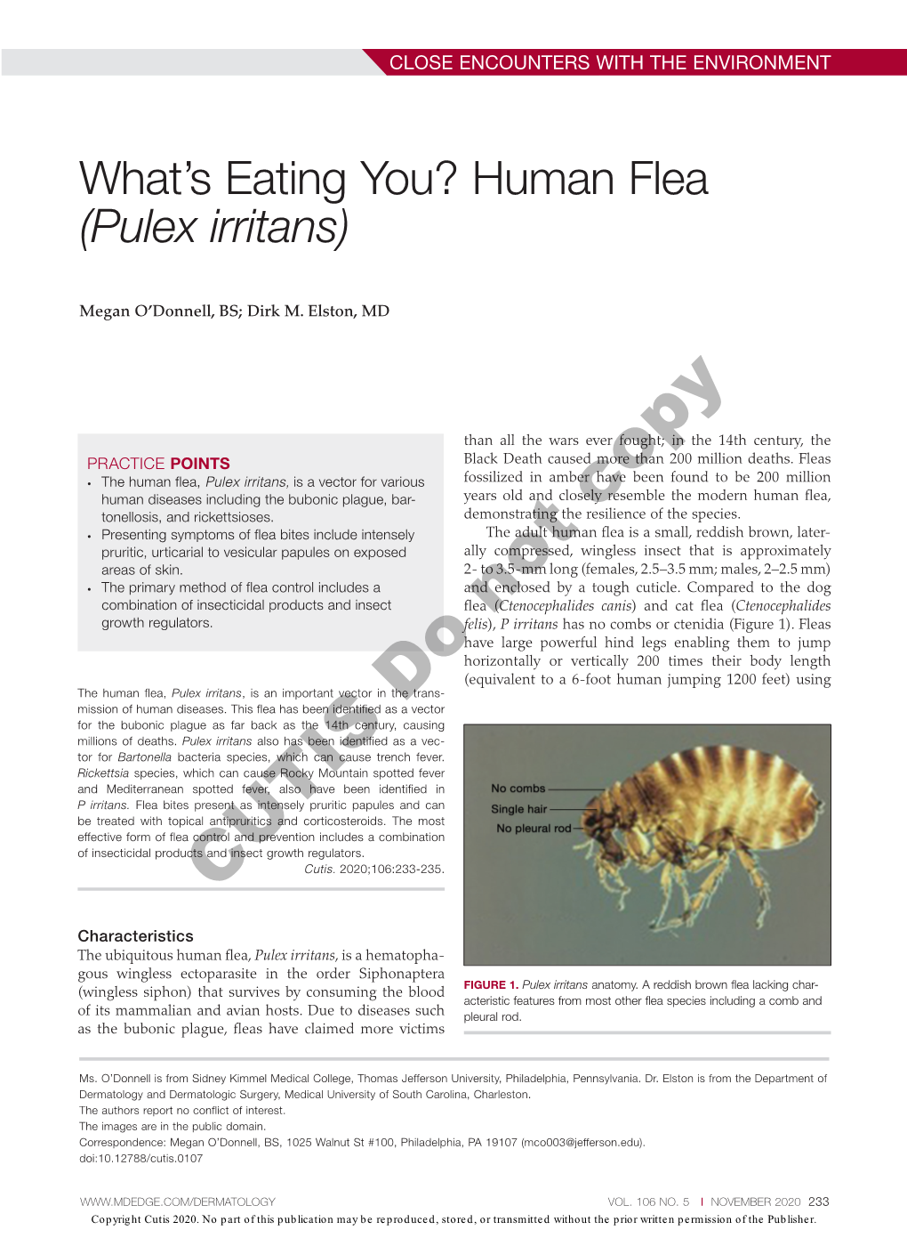 What's Eating You? Human Flea (Pulex Irritans)