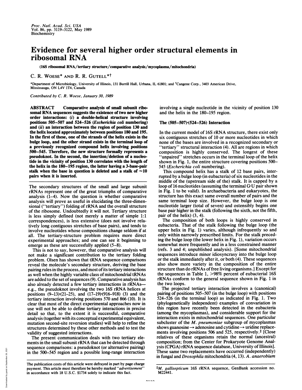 Evidence for Several Higher Order Structural Elements in Ribosomal RNA (16S Ribosomal RNA/Tertiary Structure/Comparative Analysis/Mycoplasma/Mitochondria) C