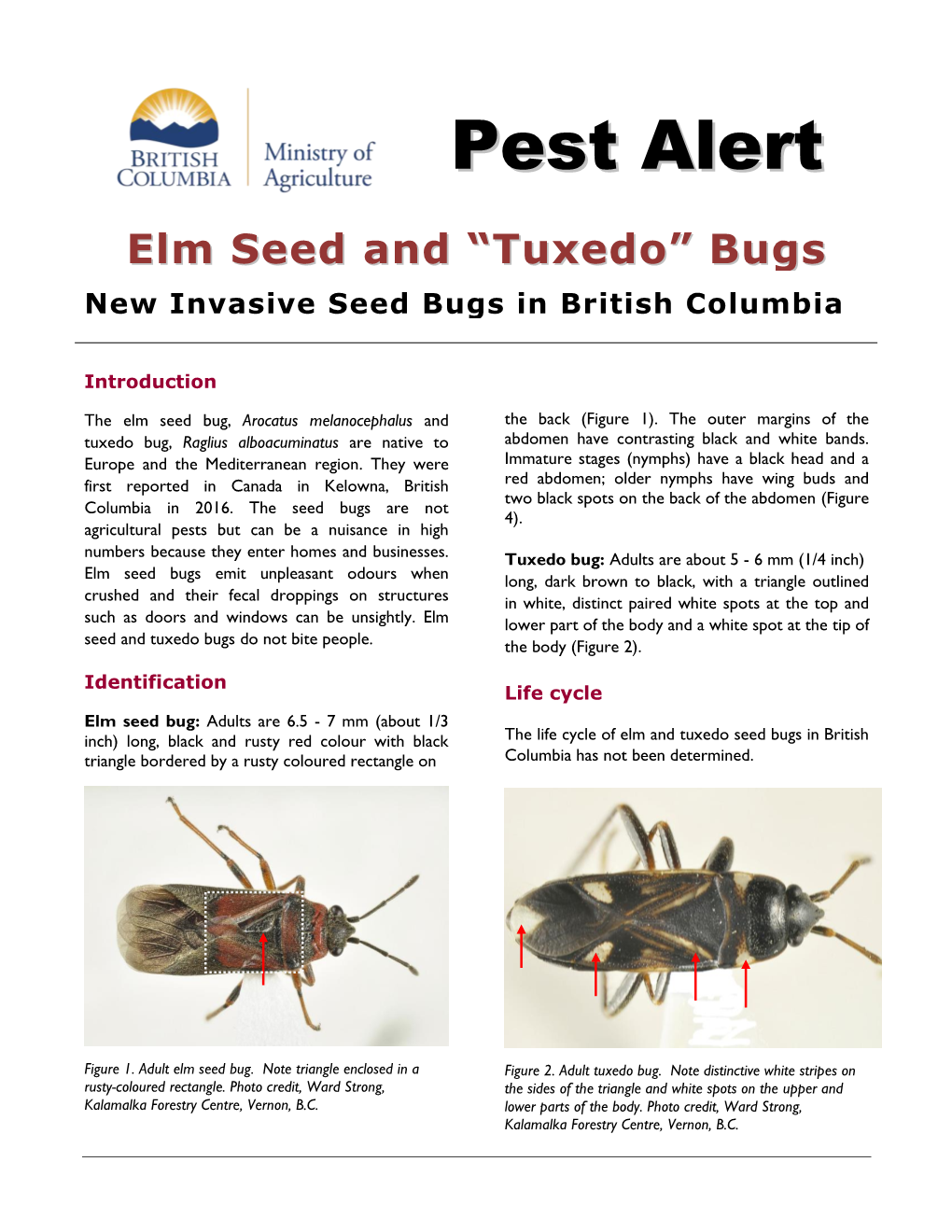 Elm Seed and "Tuxedo Bugs"