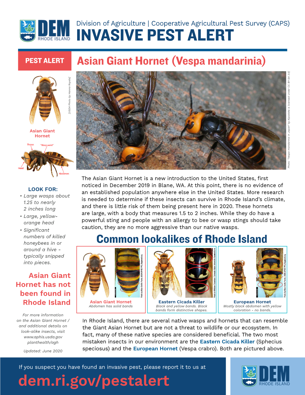 Asian Giant Hornet (Vespa Mandarinia) [USDA Photo by Hanna Royals] Hanna by Photo [USDA