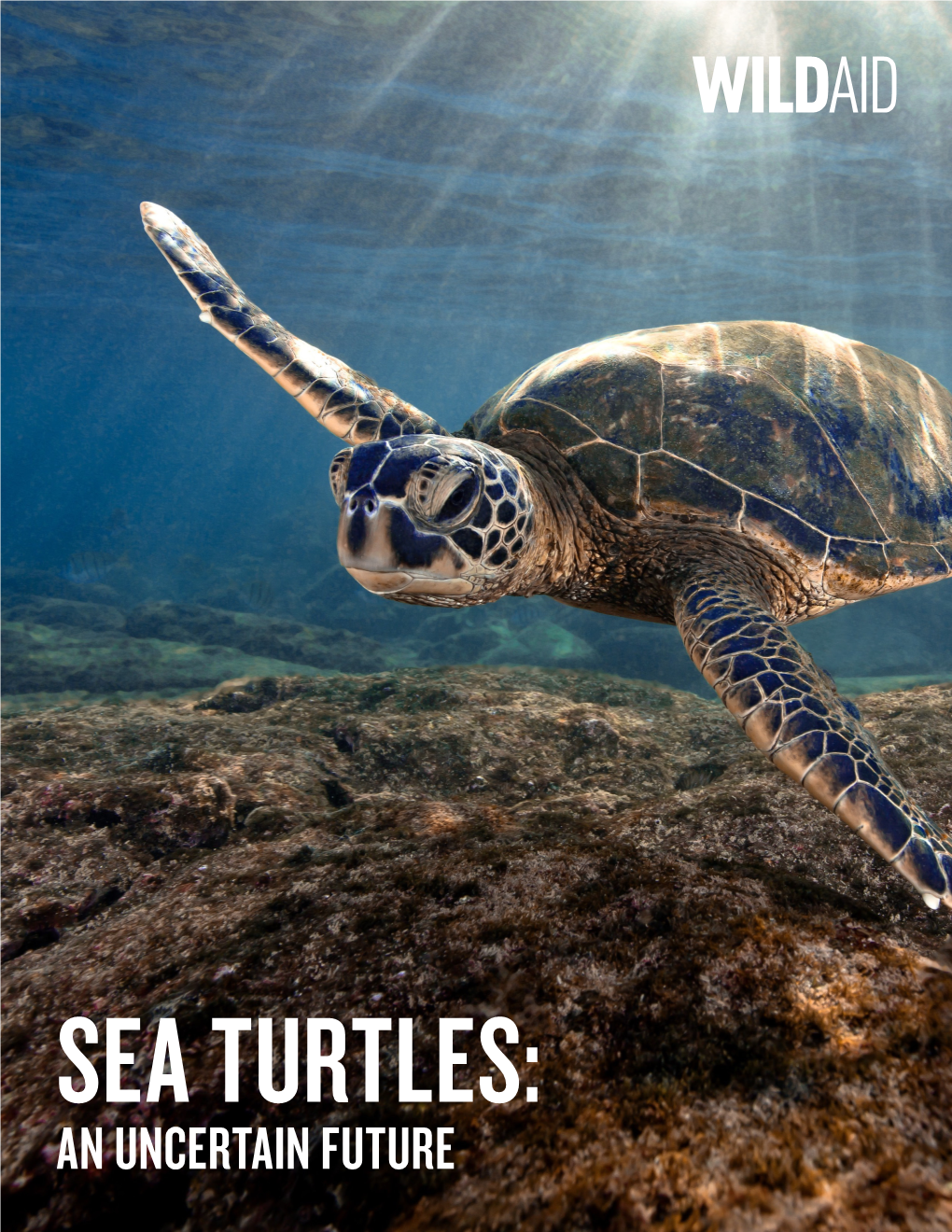 Sea Turtles: an Uncertain Future 02