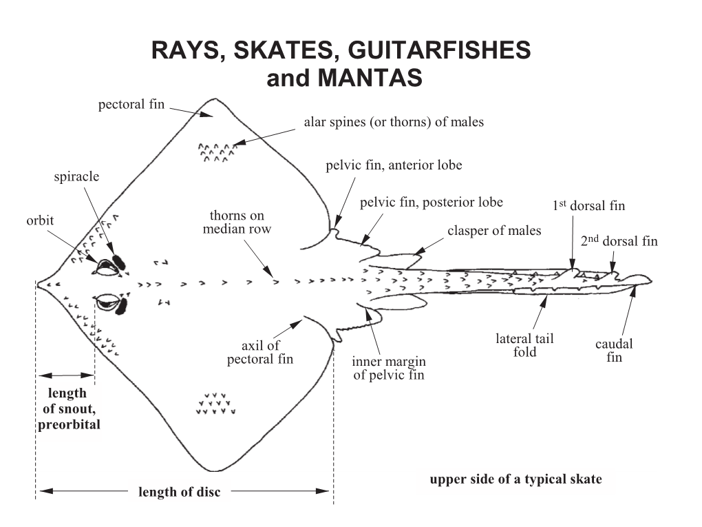 RAYS, SKATES, GUITARFISHES and MANTAS Pectoral Fin Alar Spines (Or Thorns) of Males