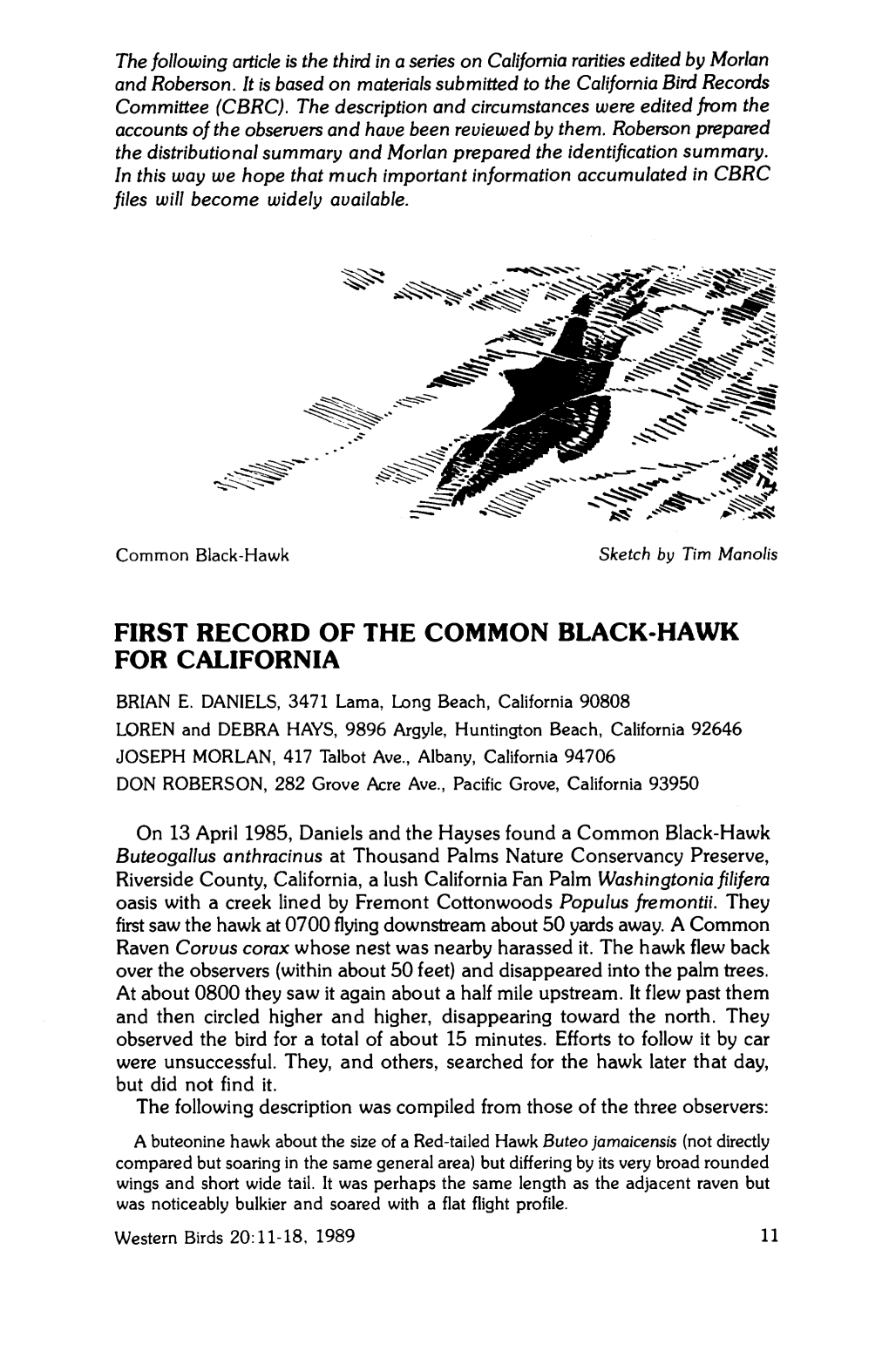 First Record of the Common Black-Hawk for California