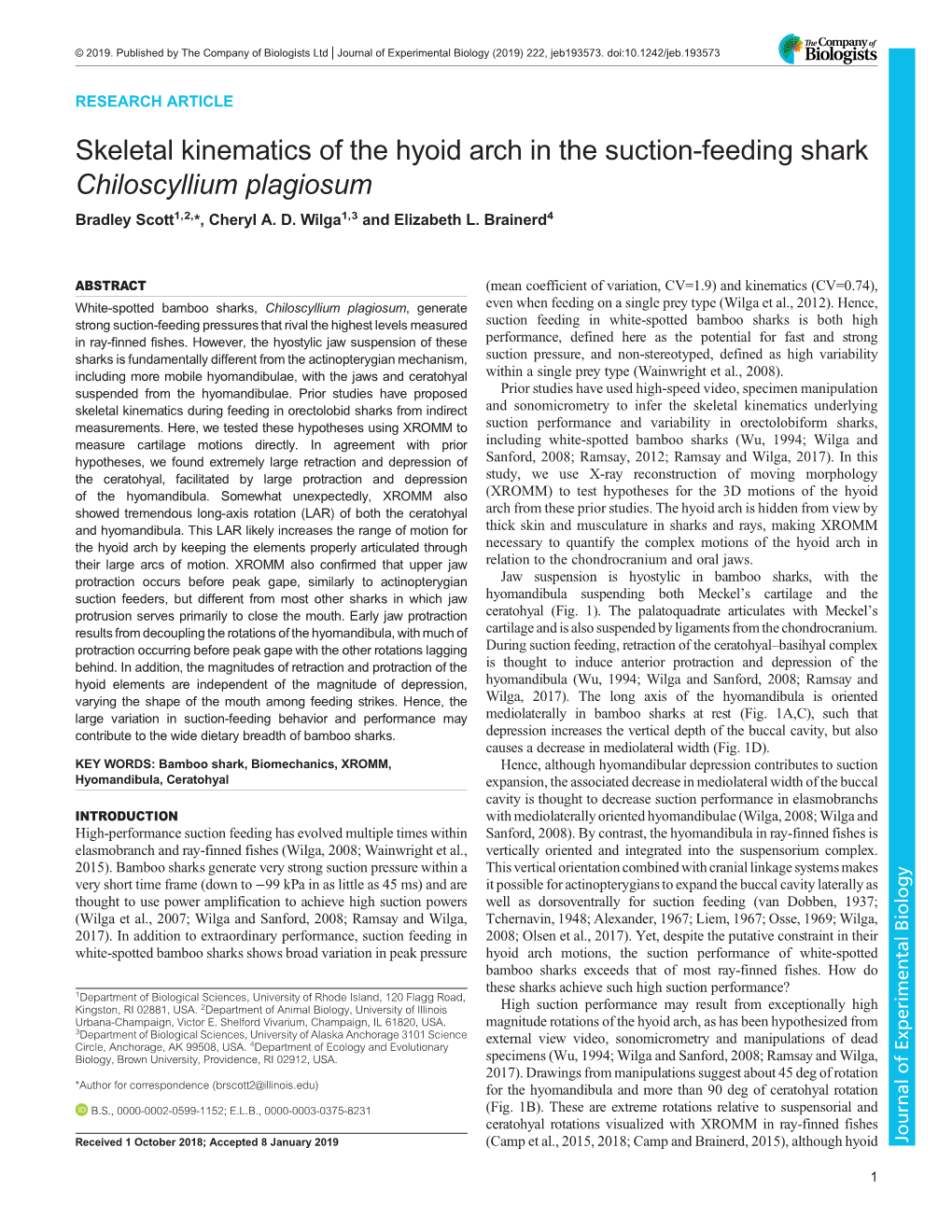 Skeletal Kinematics of the Hyoid Arch in the Suction-Feeding Shark Chiloscyllium Plagiosum Bradley Scott1,2,*, Cheryl A