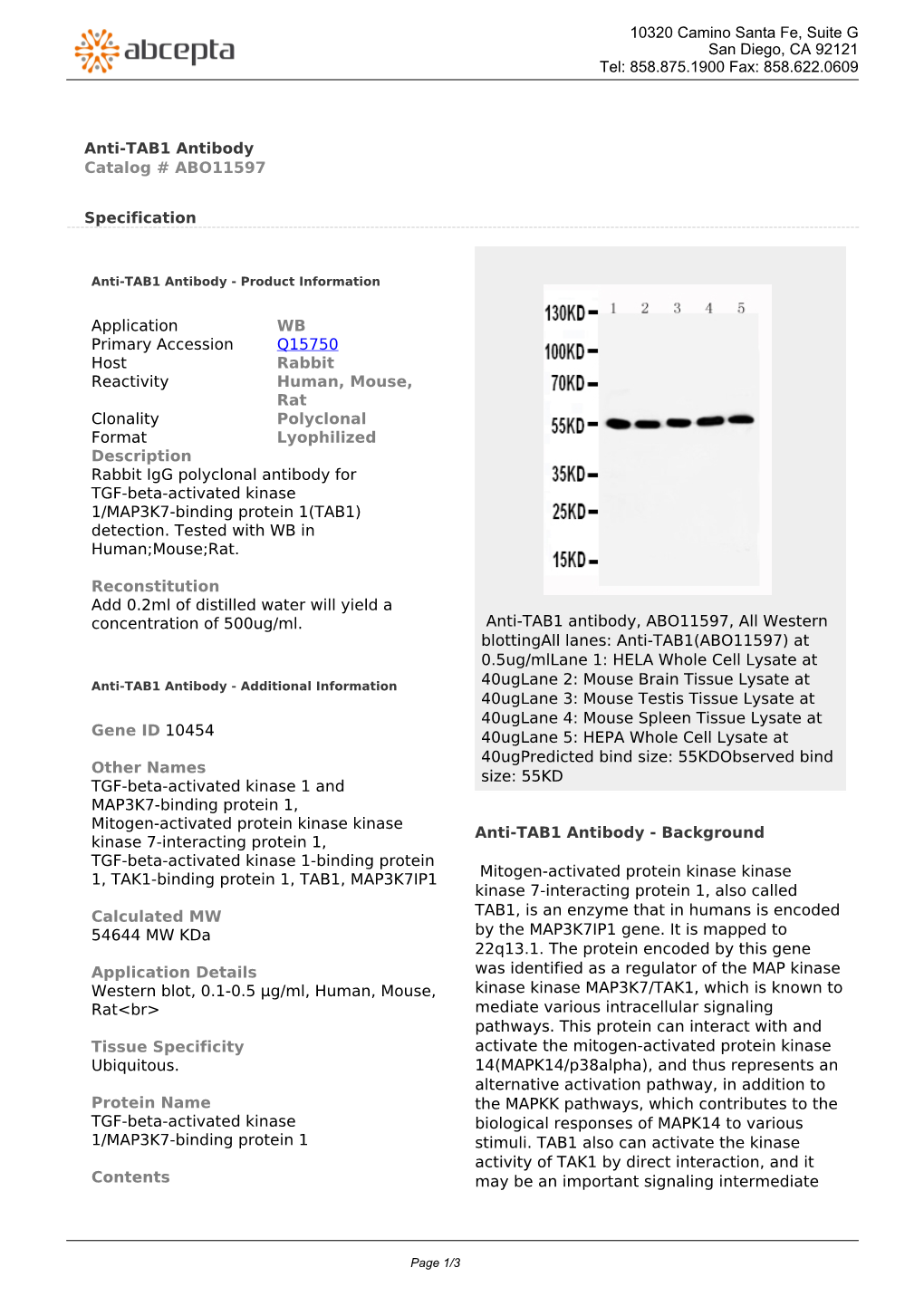 Anti-TAB1 Antibody Catalog # ABO11597