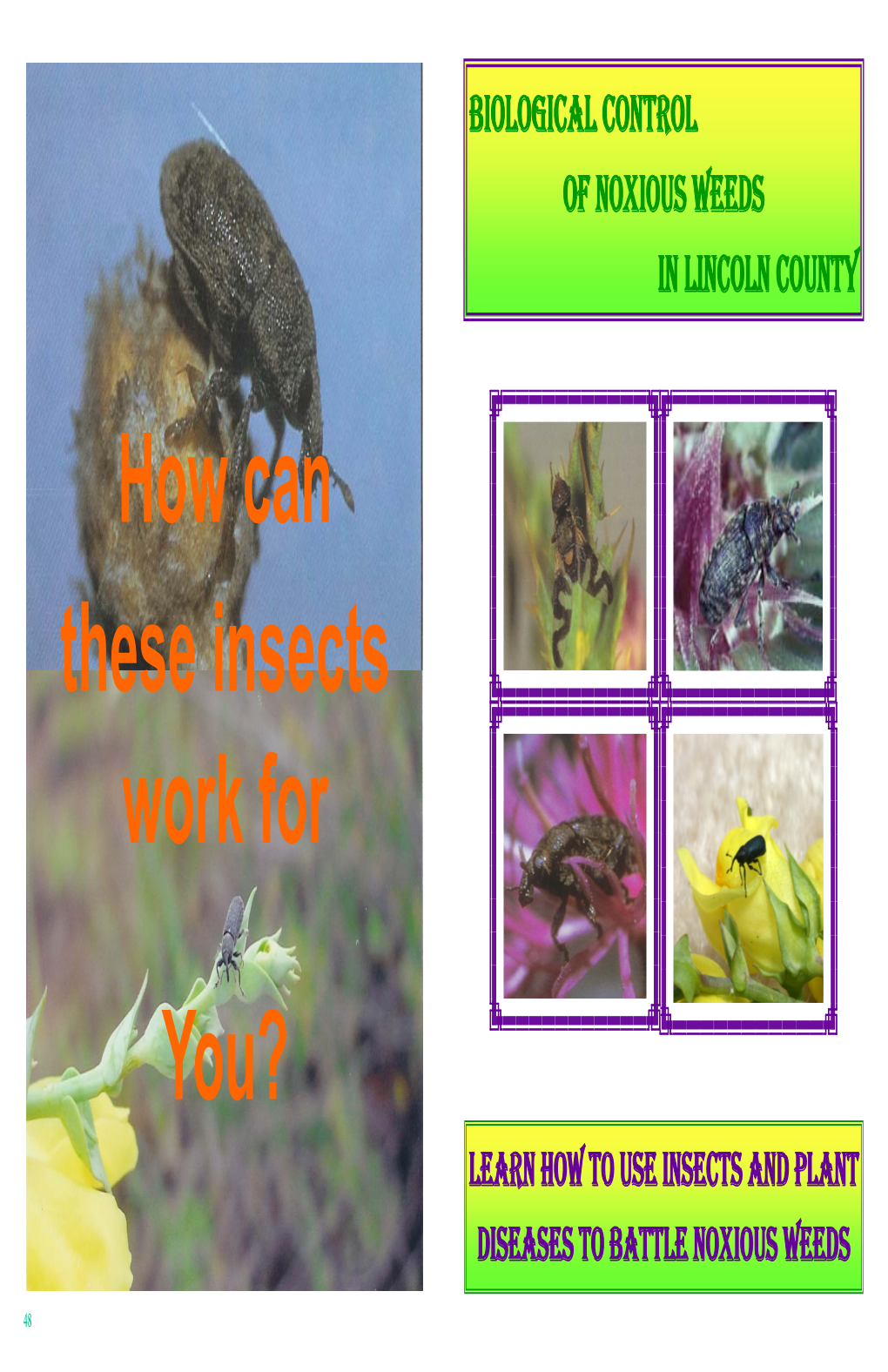 Biological Control of Noxious Weeds in Lincoln County