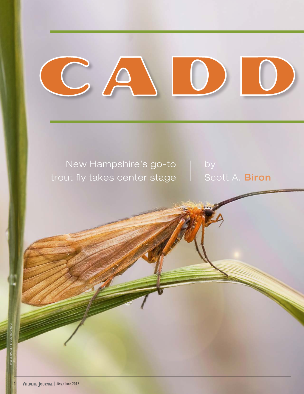 Caddisfly: New Hampshire's Go-To Trout Fly Takes Center Stage