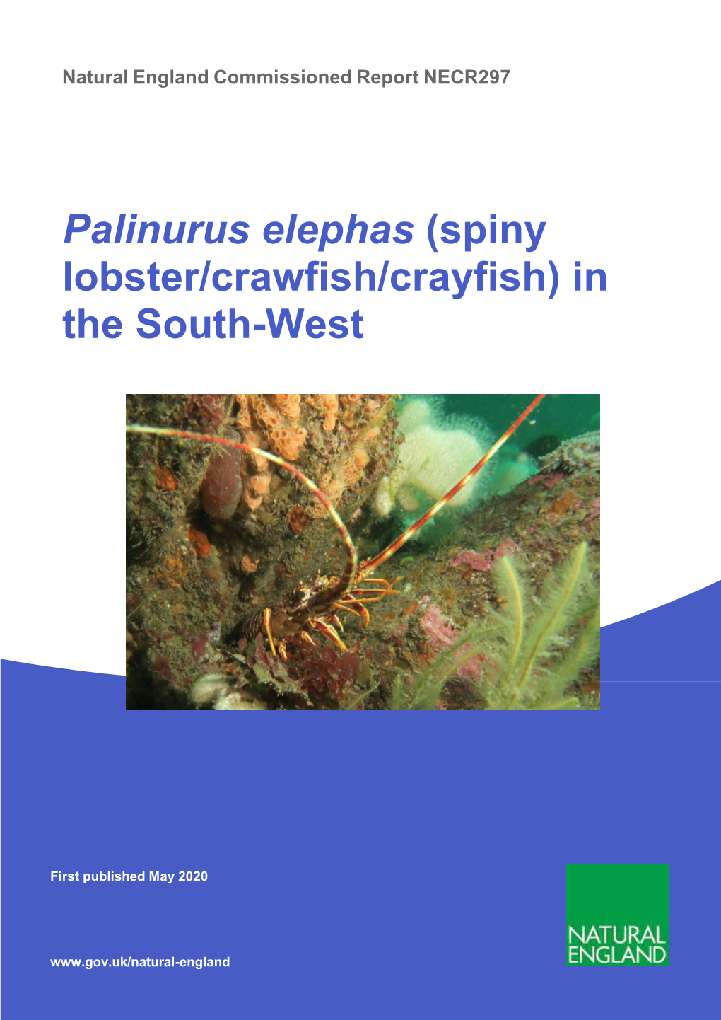 Palinurus Elephas (Spiny Lobster/Crawfish/Crayfish) in the South-West