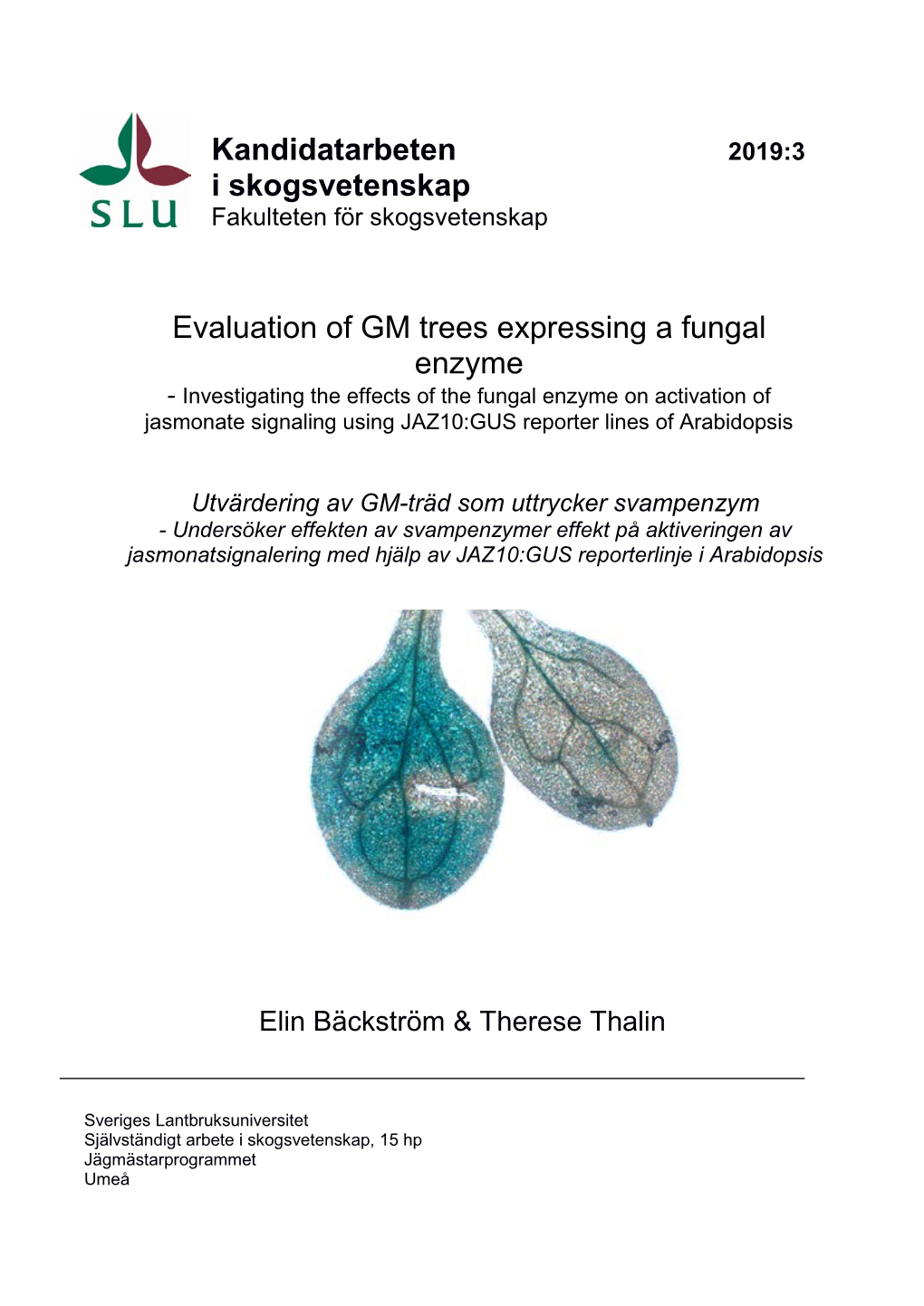 Evaluation of GM Trees Expressing a Fungal Enzyme Kandidatarbeten I