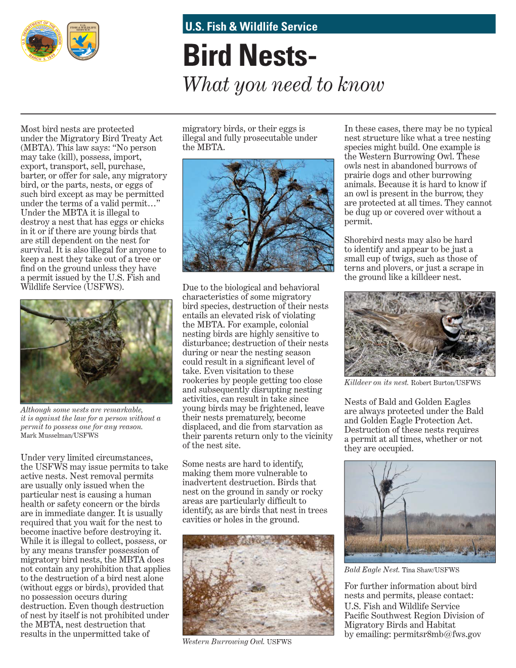 Bird Nests- What You Need to Know