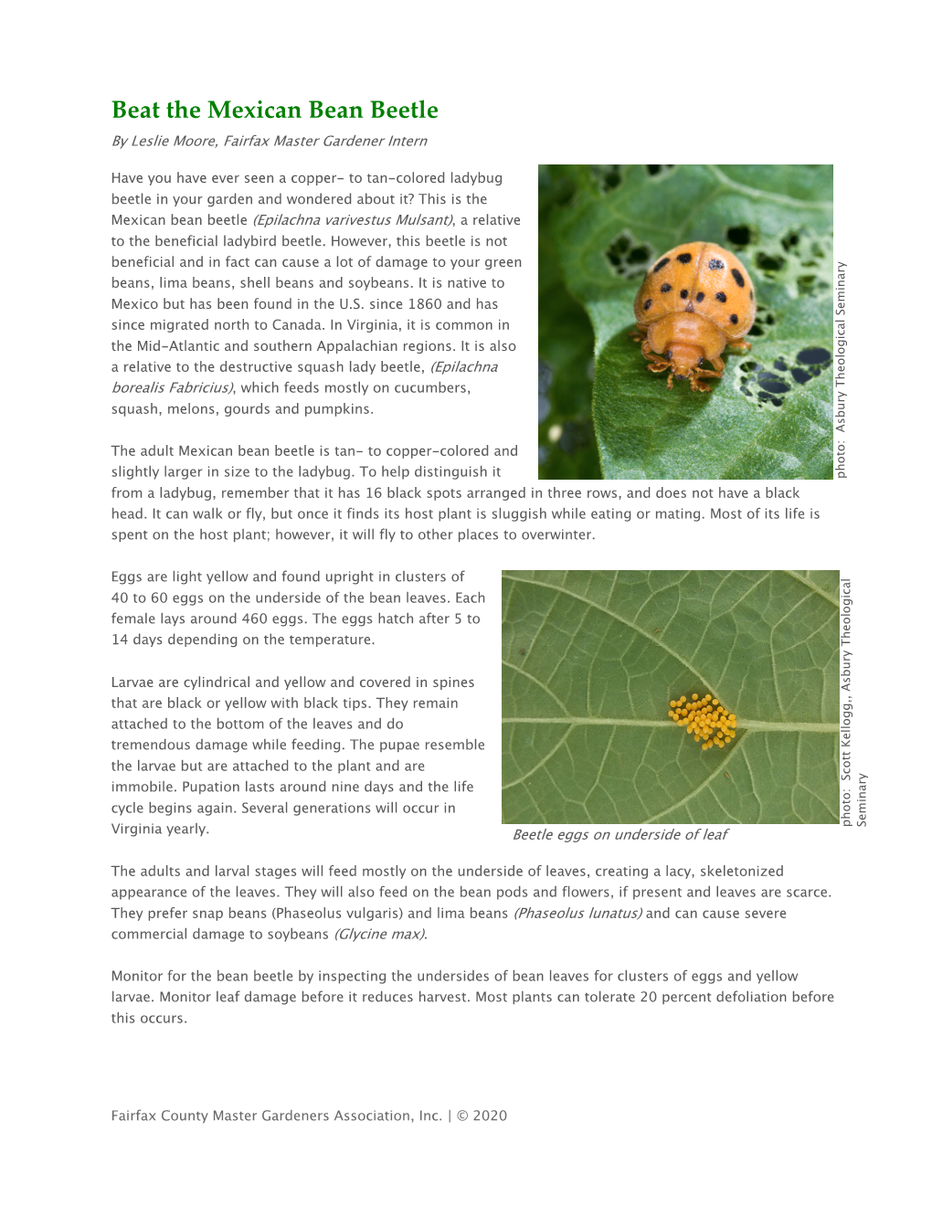 Beat the Mexican Bean Beetle