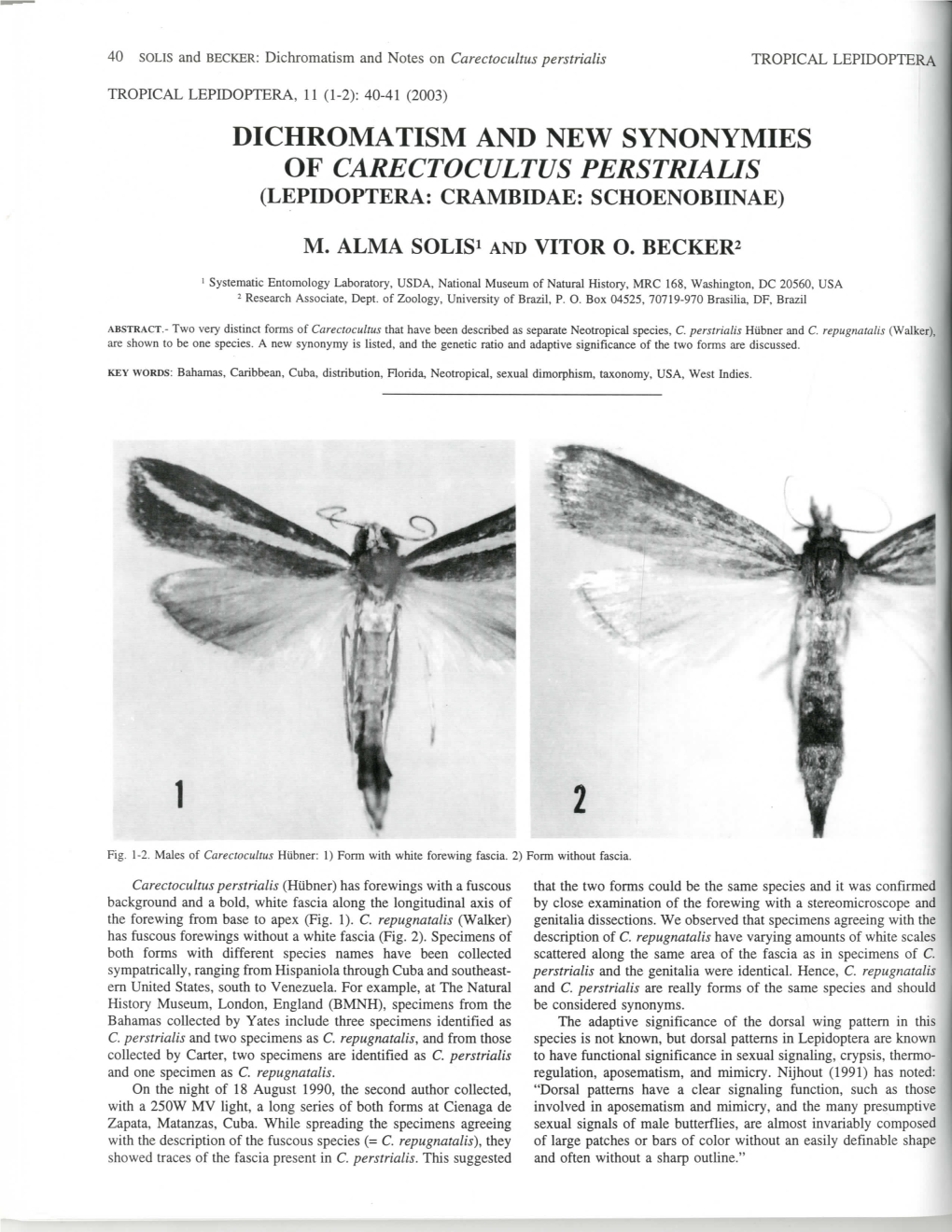 Dichromatism and New Synonymies of Carectocultus Perstrialis (Lepidoptera: Crambidae: Schoenobiinae)
