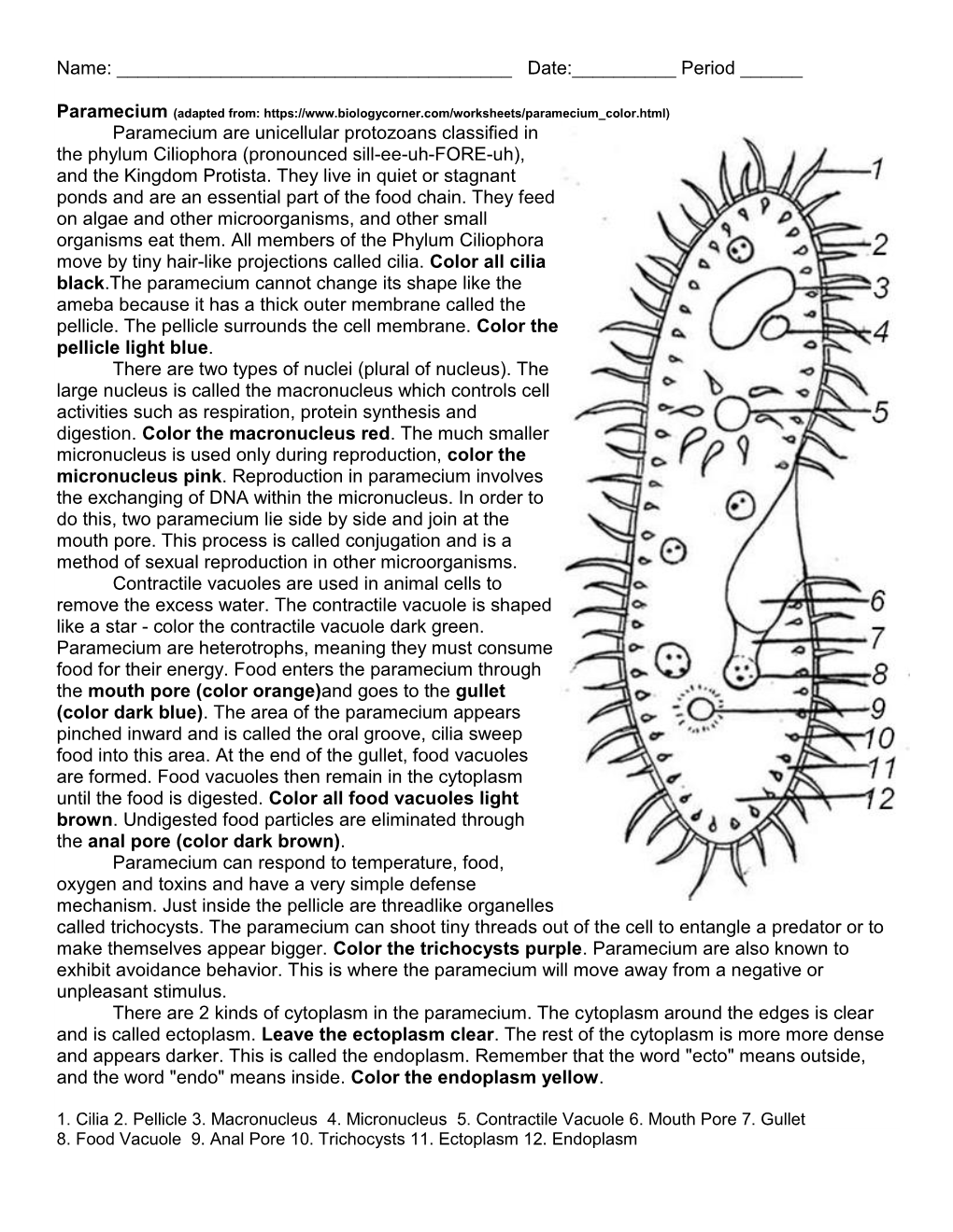 Period ___Paramecium Are Unicellular Protozoans Classified In