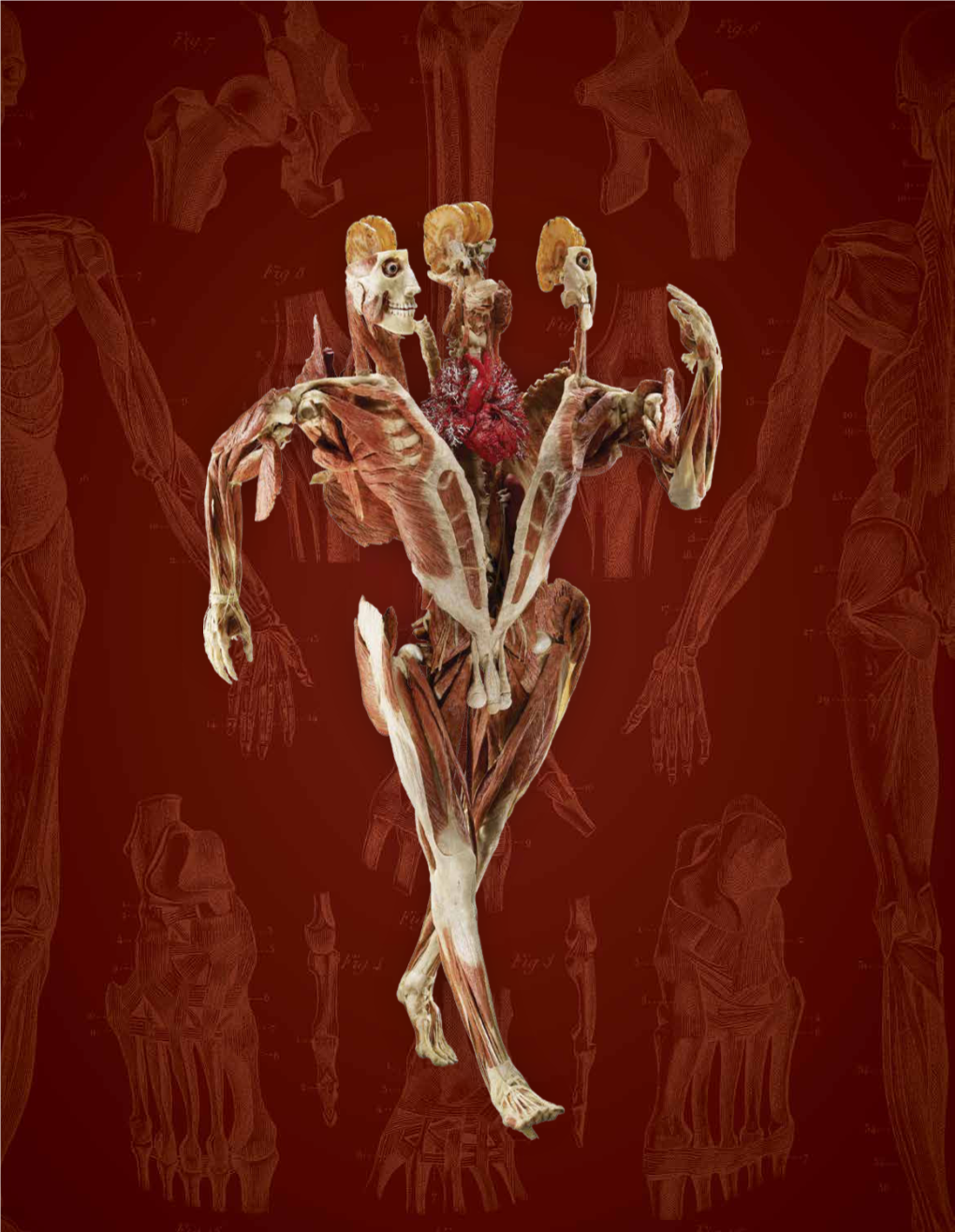 BODY WORLDS Exhibition of Human Anatomy by Page Selinsky