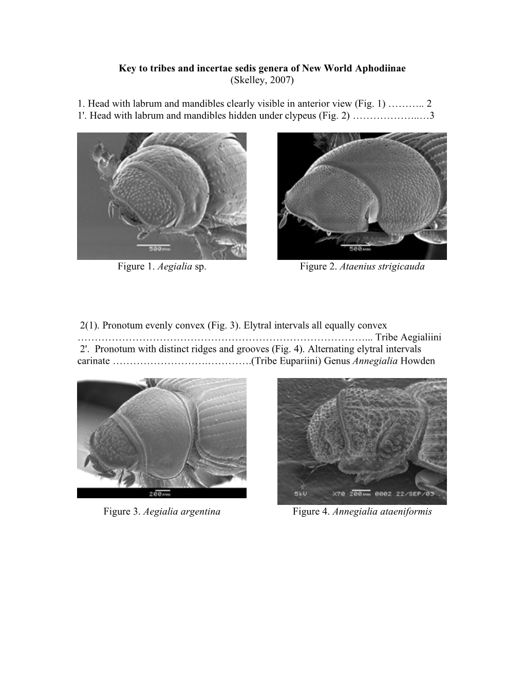 Key to Tribes and Incertae Sedis Genera of New World Aphodiinae (Skelley, 2007) 1. Head with Labrum and Mandibles Clearly Visibl