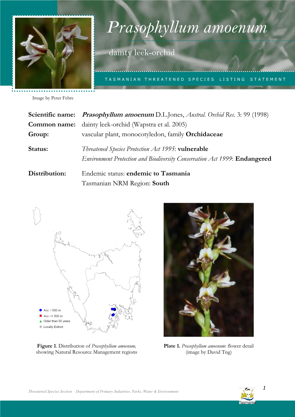 Prasophyllum Amoenum Amoen (Dainty Leekum-Orchid)